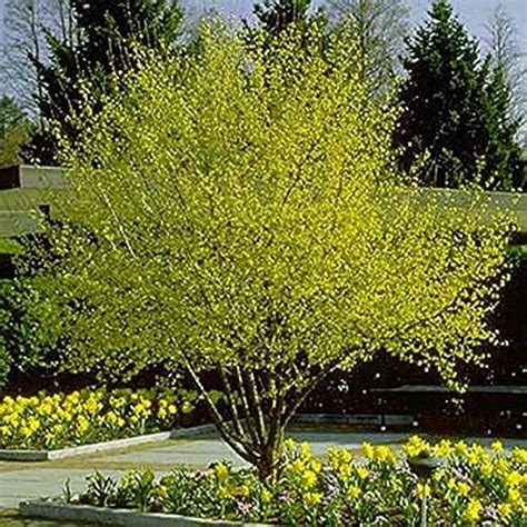 Cornelian Cherry Dogwood | Plant Profile – Sylvan Gardens Landscape Contractors