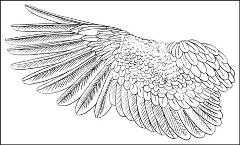 Eagle Wings Sketch at PaintingValley.com | Explore collection of Eagle Wings Sketch