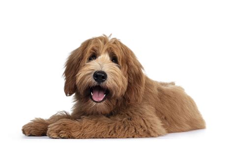 Red Dog Breeds | The Smart Dog Guide