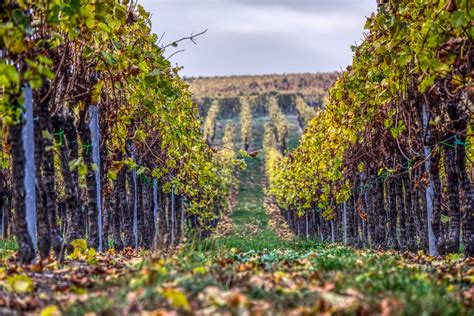 Vini Biologici Biodinamici E Naturali Caratteristiche E Differenze