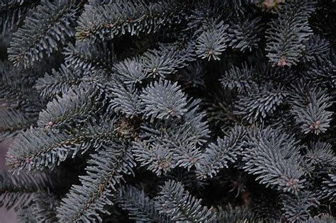 Prostrate Blue Noble Fir (Abies procera 'Glauca Prostrata') in Boston ...