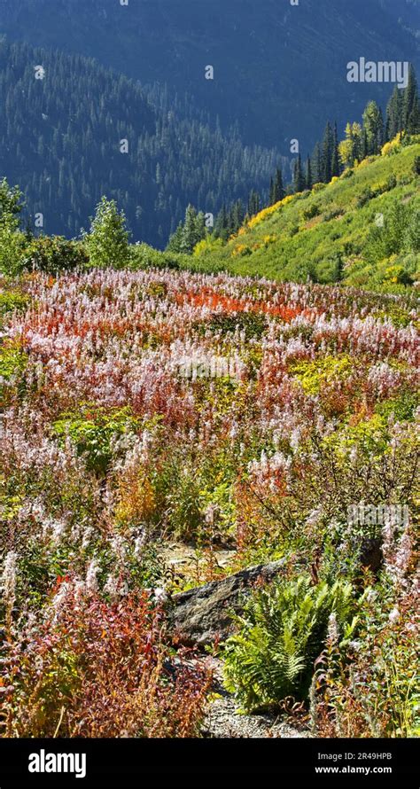 Beautiful Autumn Color At Paradise Meadow Along Going To The Sun Road