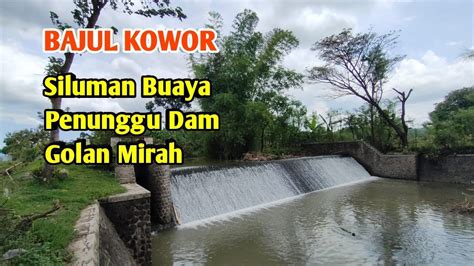 Bajul Kowor Siluman Buaya Penunggu Dam Golan Mirah Youtube