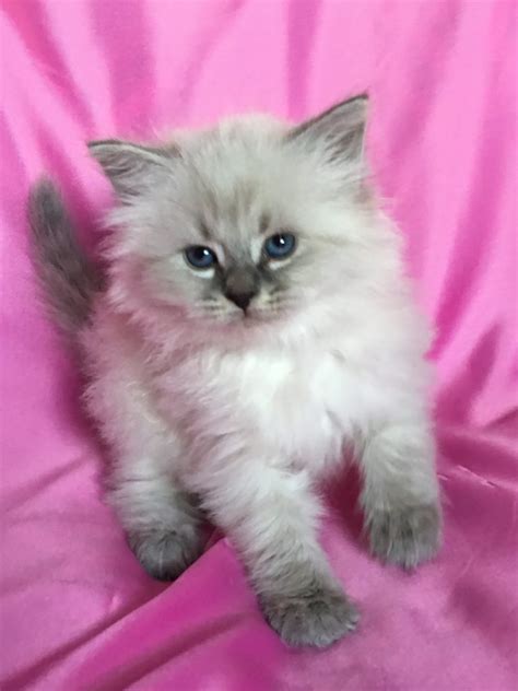 Kittens For Sale - Siberian Cats