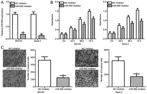 Downregulation Of Microrna Inhibits Cell Proliferation And Invasion