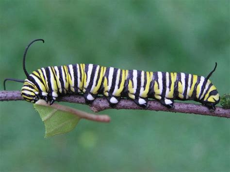 Monarch Caterpillar Close Up By Dyingforresurrection On Deviantart