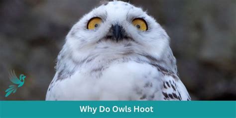 Why Do Owls Hoot Shocking Truth Birds And Wetlands