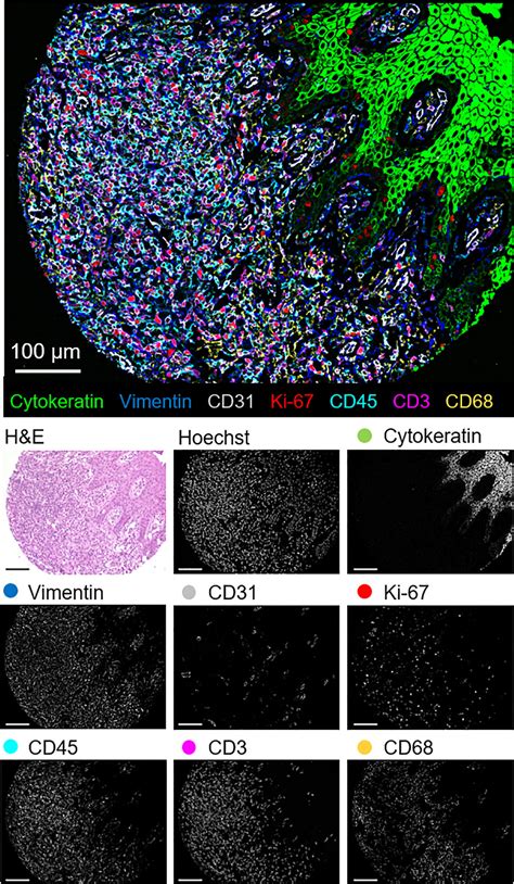 Frontiers Highly Multiplexed Phenotyping Of Immunoregulatory Proteins