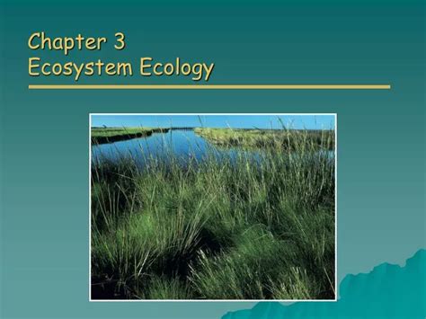 Ppt Chapter 3 Ecosystem Ecology Powerpoint Presentation Free Download Id 6846441