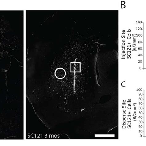 Human Neural Progenitor Cells Npcs Engraft And Migrate Throughout The Download Scientific