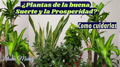 Plantas De La Buena Suerte Y La Prosperidad Como Cuidarlas Liliana