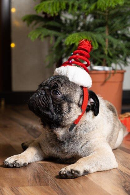 Premium Photo | Funny oneyearold pug in a christmas cap christmas new ...