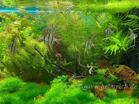 Altum Skalar Spec Rio Inirida Med Wfnz Er Gruppe Pterophyllum