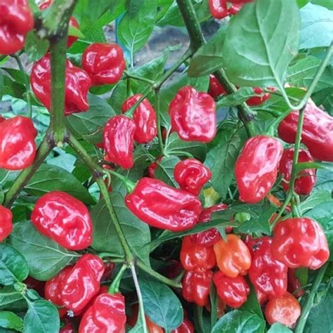 Organic Habanero Tobago Seasoning Chili Plant Buy Online At Chili