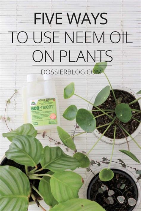 Top 10+ When To Spray Neem Oil On Plants