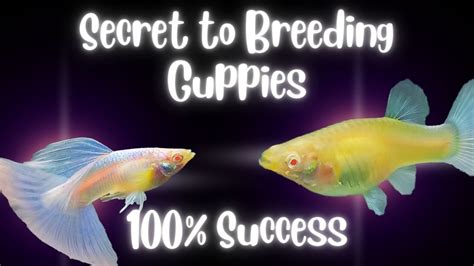 Breeding Guppies A Step By Step Guide To Successfully Breeding And