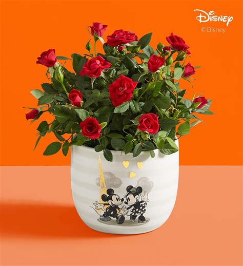 Disney Mickey & Minnie Rose Plant | 1800Flowers.com