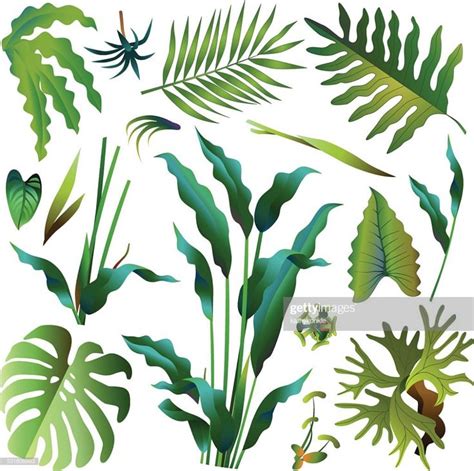 Various Green Tropical Rainforest Leaves Vector Graphic