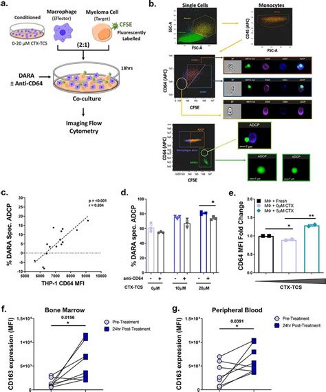 Daratumumab S Mechanism Of Anti Myeloma Activity Is Partially Dependent