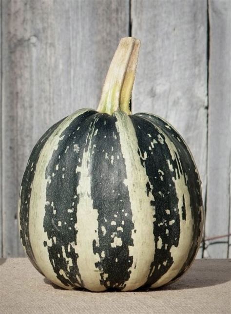 A Black And White Striped Pumpkin Sitting On Top Of A Burlick Covered Table