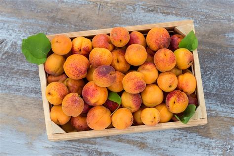 Treating Problems In Apricots Learn About Diseases Of Apricot Trees