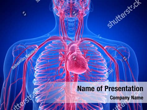 Infographic 3d Of Human Lungs Powerpoint Template Infographic 3d Of Human Lungs Powerpoint