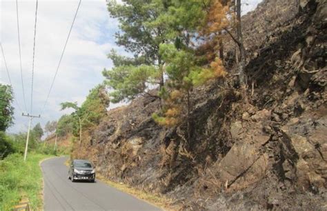 Kebakaran Melanda Lereng Perbukitan Danau Toba BERNAS Id