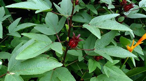 How To Grow Roselle Hibiscus Sabdariffa Gardening In The Desert