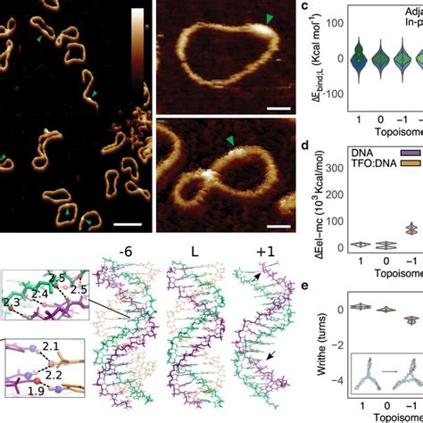 Supercoiling Induces Defect Formation In 339 Bp DNA Minicircles While