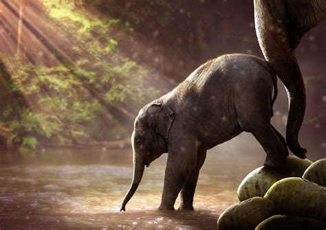 Cute Baby Elephant Wallpapers Top Free Cute Baby Elephant Backgrounds