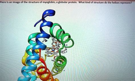 Solved Here Is An Image Of The Structure Of Myoglobin Globular Protein