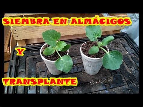 C Mo Sembrar En Alm Cigos Y Trasplante Porceso Completo Youtube