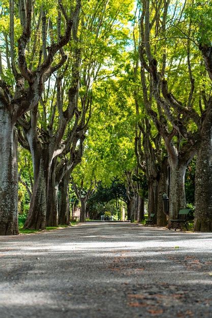 Rua Arvores Imagens Download Grátis No Freepik