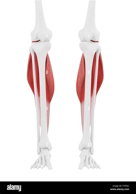 3d Rendered Medically Accurate Illustration Of The Gastrocnemius Stock