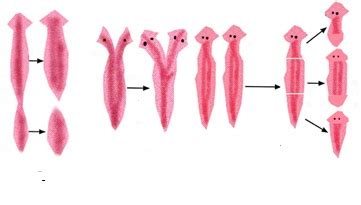 Reproduksi Aseksual (Vegetatif) | BIOLOGIPEDIA