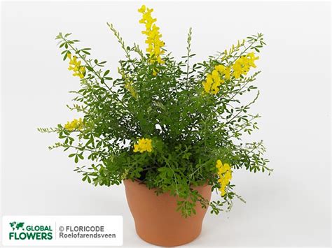 Genista — photo of varieties and species | Global Flowers