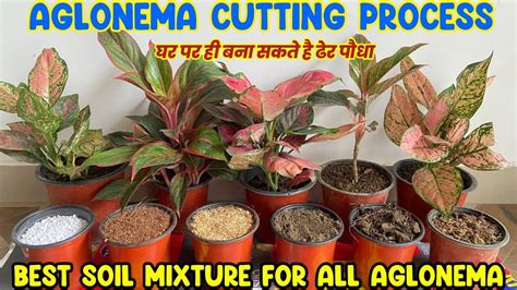 Aglaonema Plant Care Fertilizer Repotting Soil Mix Water