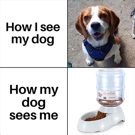 I made a meme out of my Beagle, I'm sure we can all relate : r/beagle