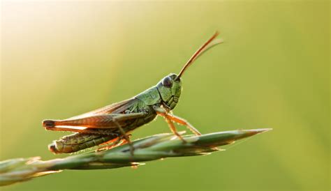 This New Grasshopper Like Material Can Leap 200 Times Its Ow