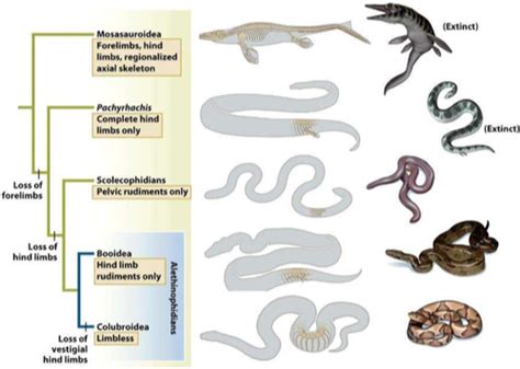 Plica Semilunaris In Reptiles