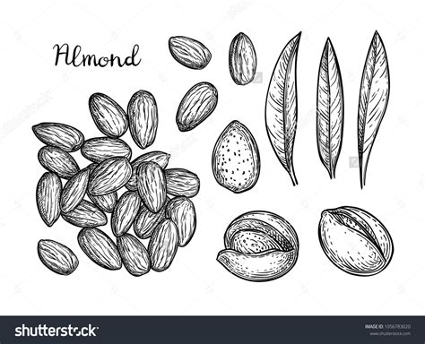 Ink Sketch Almond Hand Drawn Vector Stock Vector Royalty Free