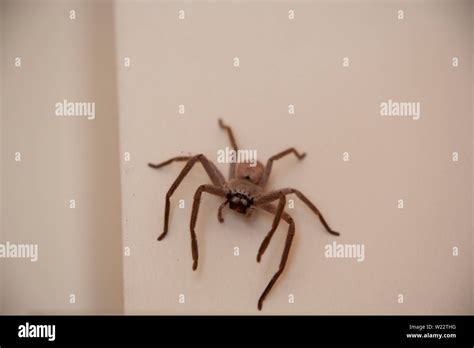 A Friendly And Very Large Hairy Huntsman Spider With Big Phangs On The