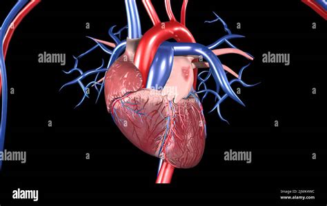 Arterias Y Venas De La Sangre Humana Stock De Ilustraci N Ilustraci N