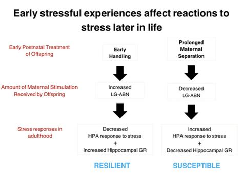 Stress Flashcards Quizlet