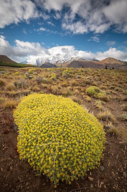 Planta De Flores De Neneo En La Estepa Patag Nica Foto Premium