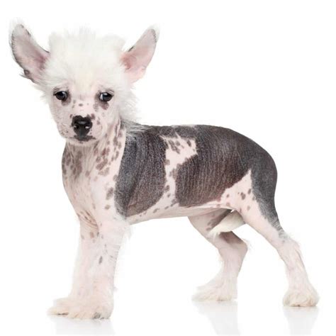 Chinese Crested Puppies For Sale • Adopt Your Puppy Today • Infinity Pups