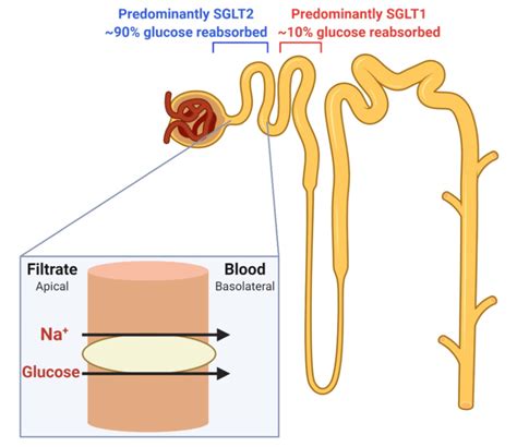 The Location Of Sglt And Sglt Transporters In The Nephron And The