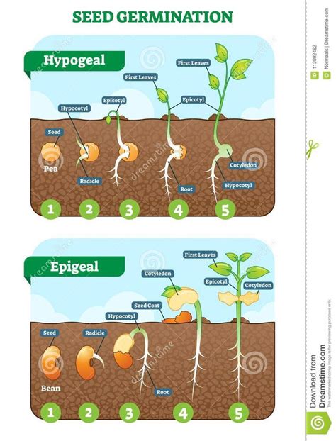 Seed Germination Cross Section Vector Illustration In Stages Hypogeal