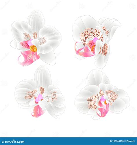 Orchids Phalaenopsis Closeup White Beautiful Flower Isolated On A White