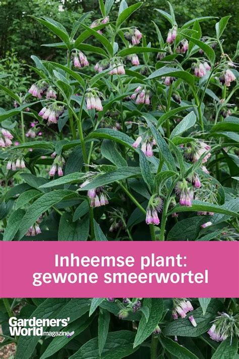 Gewone Smeerwortel Waardevolle Inheemse Plant Artofit